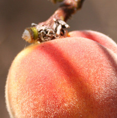 peach4.jpg